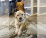 Small #4 English Cream Golden Retriever