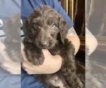 Small Photo #12 Labradoodle Puppy For Sale in BUXTON, ND, USA