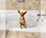Small #3 Chihuahua