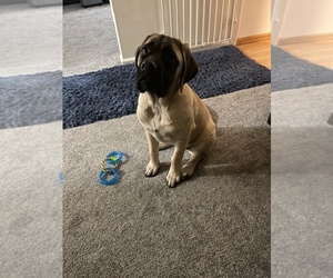 Mastiff Puppy for sale in KALAMAZOO, MI, USA