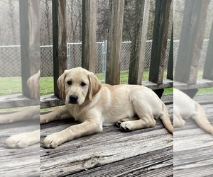 Labrador Retriever Puppy for sale in FORT OGLETHORPE, GA, USA