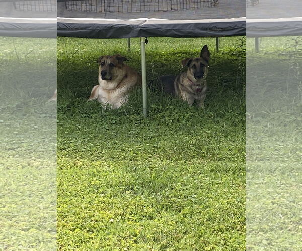 Medium Photo #4 German Shepherd Dog Puppy For Sale in New Hill, NC, USA