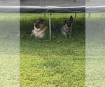 Small #3 German Shepherd Dog