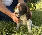 Puppy Penny English Springer Spaniel