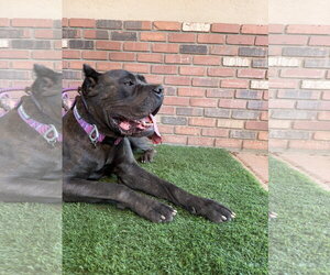 China - Female Mutt Dog for Adoption - Photo #3