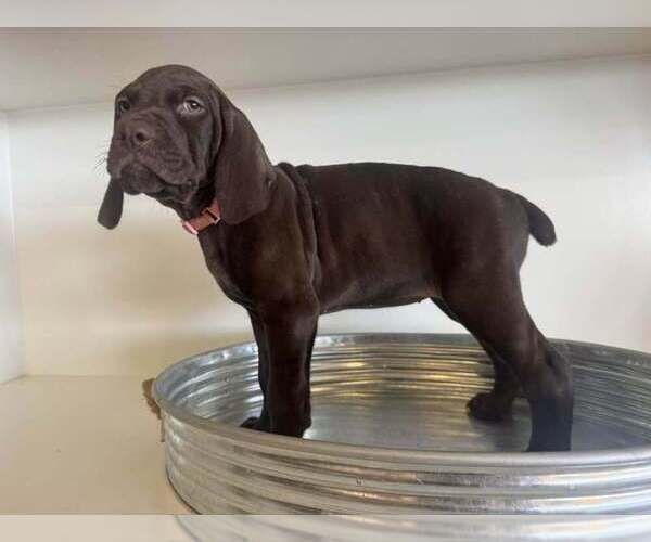 Medium Photo #6 German Shorthaired Pointer Puppy For Sale in PASCO, WA, USA