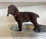 Puppy Gwen German Shorthaired Pointer