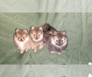 Pomeranian Puppy for sale in WOODSTOCK, GA, USA