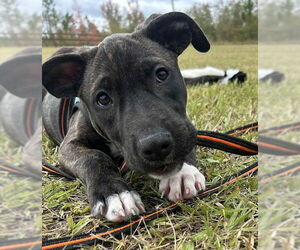 Mutt Dogs for adoption in Tarrytown, GA, USA