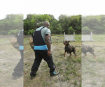 Small Photo #56 Doberman Pinscher Puppy For Sale in FORT LAUDERDALE, FL, USA
