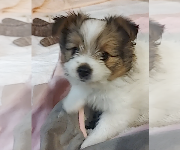 Medium Photo #6 Biewer Terrier-Pomeranian Mix Puppy For Sale in ESTILL SPRINGS, TN, USA