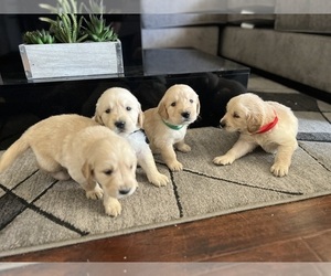 Golden Retriever Puppy for sale in BAKERSFIELD, CA, USA