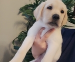 Small Photo #5 Labrador Retriever Puppy For Sale in CHARLOTTE, NC, USA
