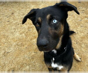 German Shepherd Dog-Unknown Mix Dogs for adoption in Martinez, CA, USA