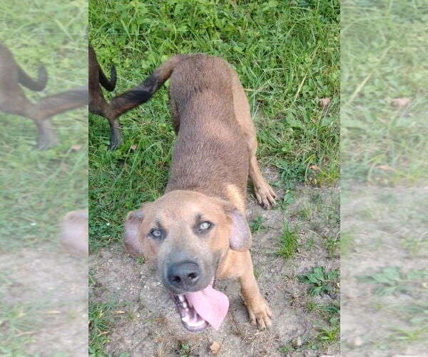 Medium Photo #1 Labrador Retriever-Unknown Mix Puppy For Sale in Foristell, MO, USA
