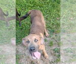 Small Labrador Retriever Mix