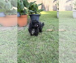 Small #3 Shih Tzu