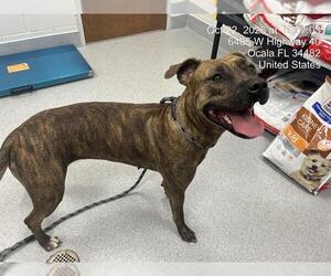 Rottweiler-Unknown Mix Dogs for adoption in Ocala, FL, USA