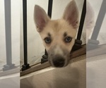 Small #123 Pomsky