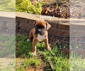 Boxer Puppy for sale in PELZER, SC, USA