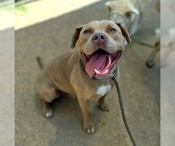 Medium Photo #4 American Pit Bull Terrier Puppy For Sale in Long Beach, CA, USA
