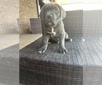 Small Photo #6 Cane Corso Puppy For Sale in KINGS MOUNTAIN, NC, USA