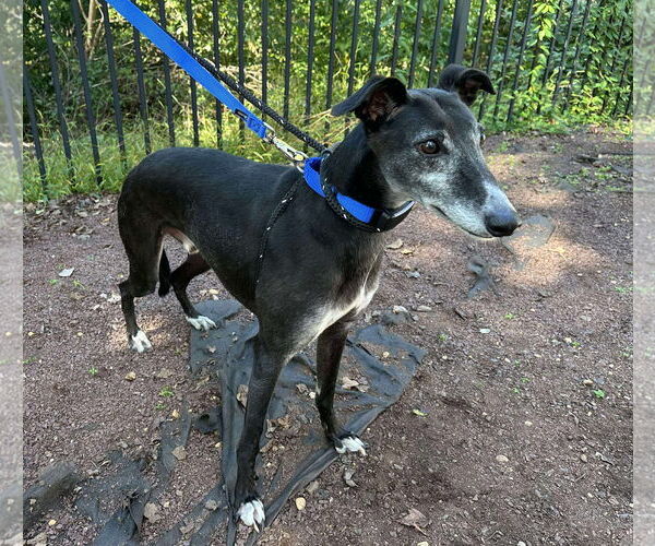 Medium Photo #3 Greyhound Puppy For Sale in Cherry Hill, NJ, USA