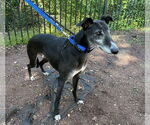 Small #2 Greyhound