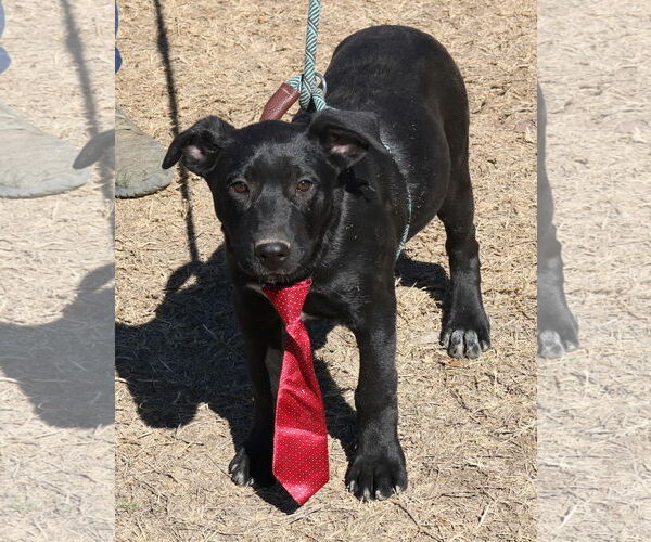 Medium Photo #1 Shepradors Puppy For Sale in Bandera, TX, USA