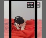 Small #2 Maltipoo (Toy)