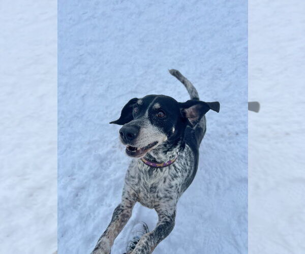 Medium Photo #3 German Shorthaired Pointer-Unknown Mix Puppy For Sale in Pierceton , IN, USA