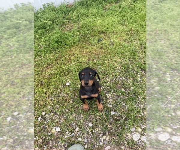 Medium Photo #2 Doberman Pinscher Puppy For Sale in MONTPELIER, OH, USA