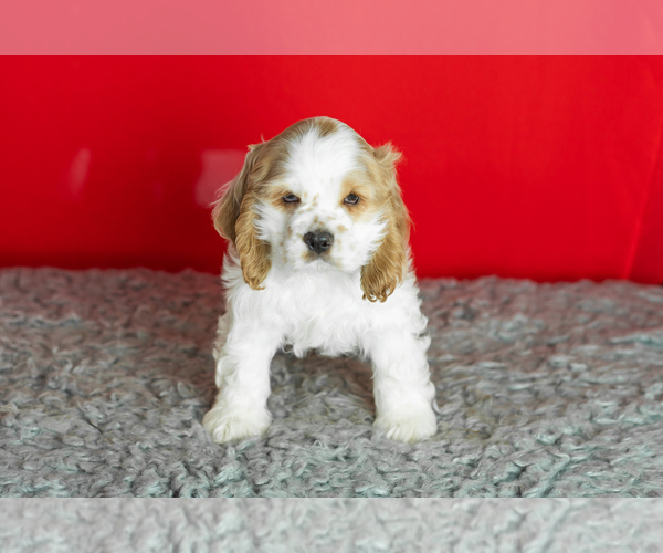 Medium Photo #24 Cocker Spaniel Puppy For Sale in NAPPANEE, IN, USA