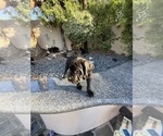 Small Photo #20 Cane Corso Puppy For Sale in WOODLAND HILLS, CA, USA