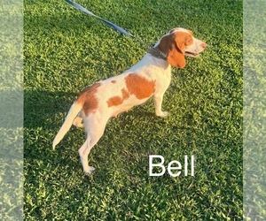 Mother of the Beagle puppies born on 08/25/2026
