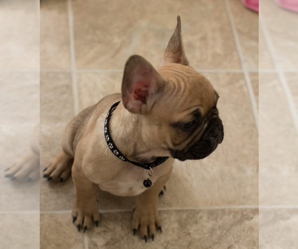 Medium Photo #7 French Bulldog Puppy For Sale in MILWAUKEE, WI, USA