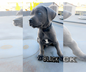 Cane Corso Puppy for sale in JOLIET, IL, USA