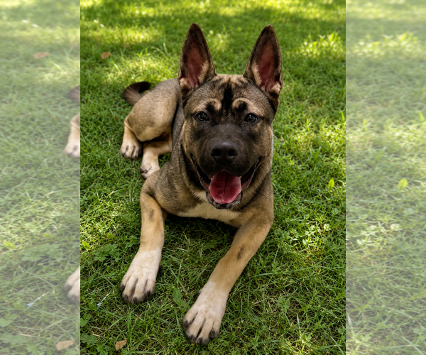 Medium Photo #2 Akita-American Bulldog Mix Puppy For Sale in Cranford, NJ, USA