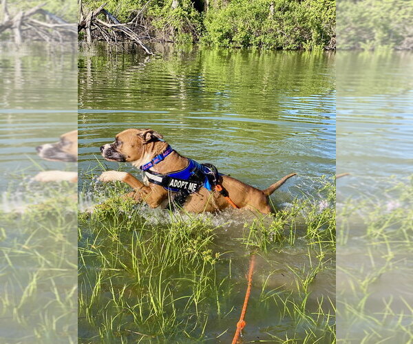 Medium Photo #20 Boxer-Unknown Mix Puppy For Sale in Austin, TX, USA