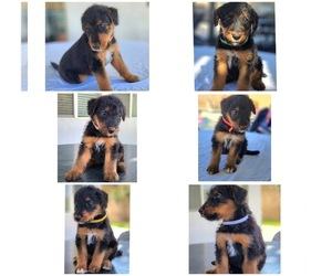Airedale Terrier Puppy for sale in CORONA, CA, USA