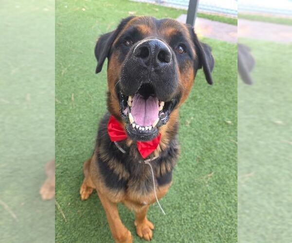 Medium Photo #3 Rottweiler-Unknown Mix Puppy For Sale in Downey, CA, USA