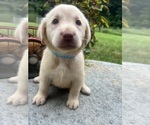 Small #10 Labrador Retriever