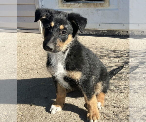 Medium Photo #4 Collie-German Shepherd Dog Mix Puppy For Sale in Sandy, UT, USA