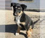 Small #3 Collie-German Shepherd Dog Mix