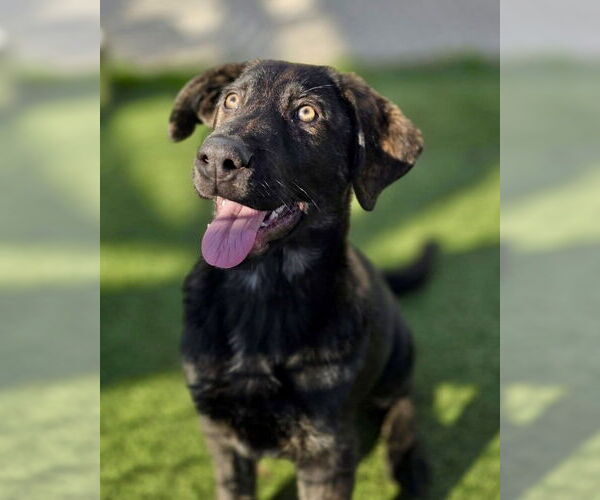 Medium Photo #3 German Shepherd Dog-Unknown Mix Puppy For Sale in Brewster, NY, USA