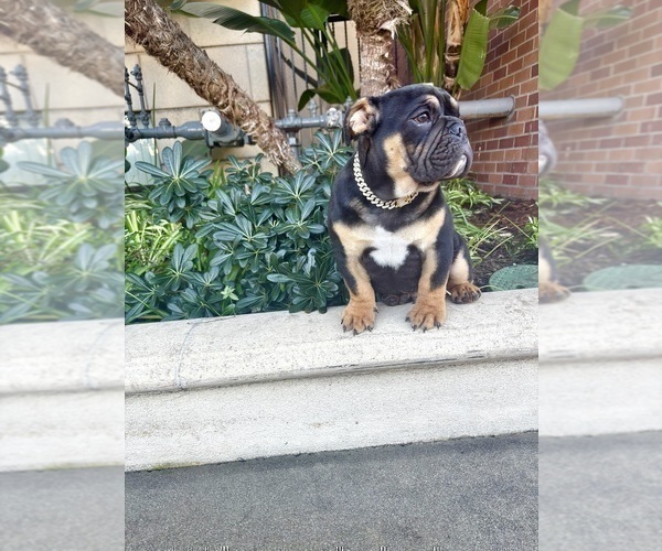 Medium Photo #15 English Bulldog Puppy For Sale in PORTLAND, OR, USA