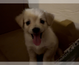 Papillon Puppy for sale in MONTEREY PARK, CA, USA