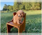 Small Photo #10 Poodle (Toy) Puppy For Sale in NIANGUA, MO, USA