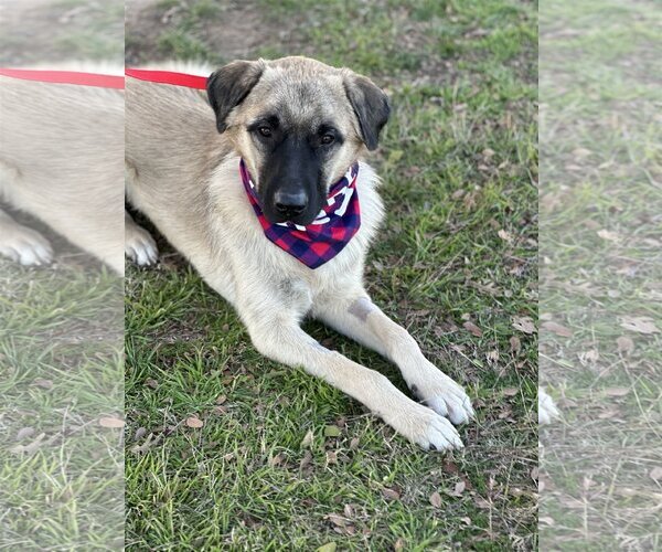 Medium Photo #3 Anatolian Shepherd-Unknown Mix Puppy For Sale in Euless, TX, USA