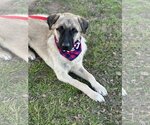 Small Photo #3 Anatolian Shepherd-Unknown Mix Puppy For Sale in Euless, TX, USA